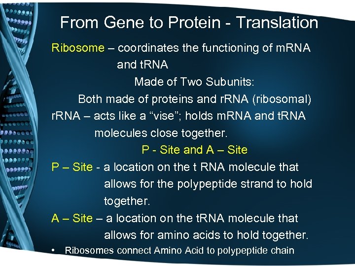 From Gene to Protein - Translation Ribosome – coordinates the functioning of m. RNA