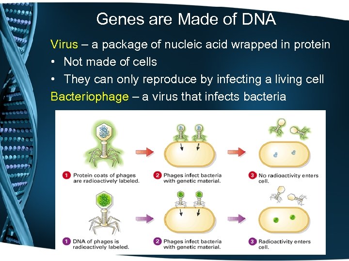 Genes are Made of DNA Virus – a package of nucleic acid wrapped in