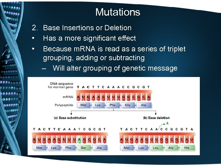 Mutations 2. Base Insertions or Deletion • Has a more significant effect • Because