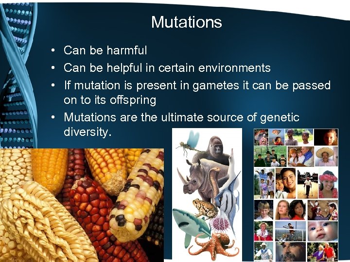 Mutations • Can be harmful • Can be helpful in certain environments • If