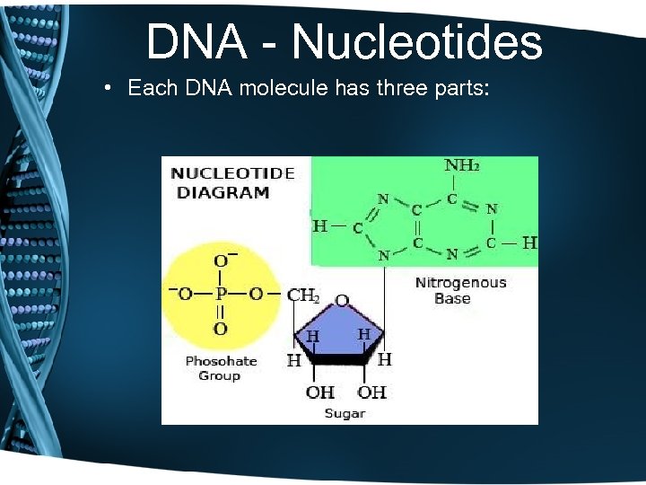 DNA - Nucleotides • Each DNA molecule has three parts: 