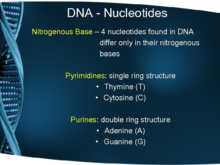 DNA - Nucleotides Nitrogenous Base – 4 nucleotides found in DNA differ only in