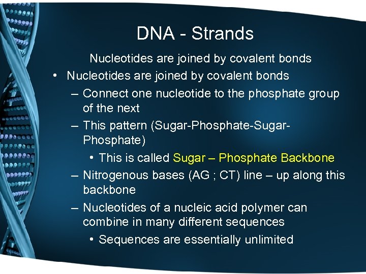 DNA - Strands Nucleotides are joined by covalent bonds • Nucleotides are joined by