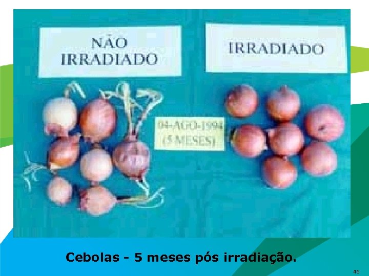 Cebolas - 5 meses pós irradiação. 46 