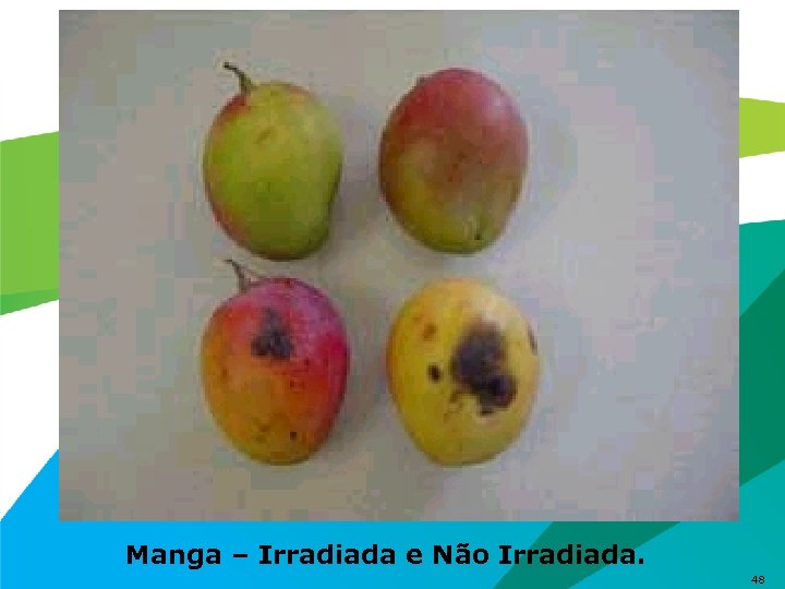 Manga – Irradiada e Não Irradiada. 48 