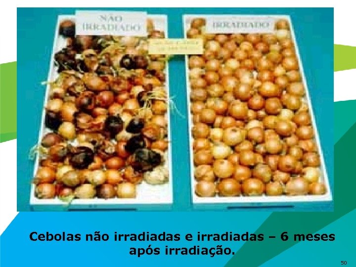 Cebolas não irradiadas e irradiadas – 6 meses após irradiação. 50 