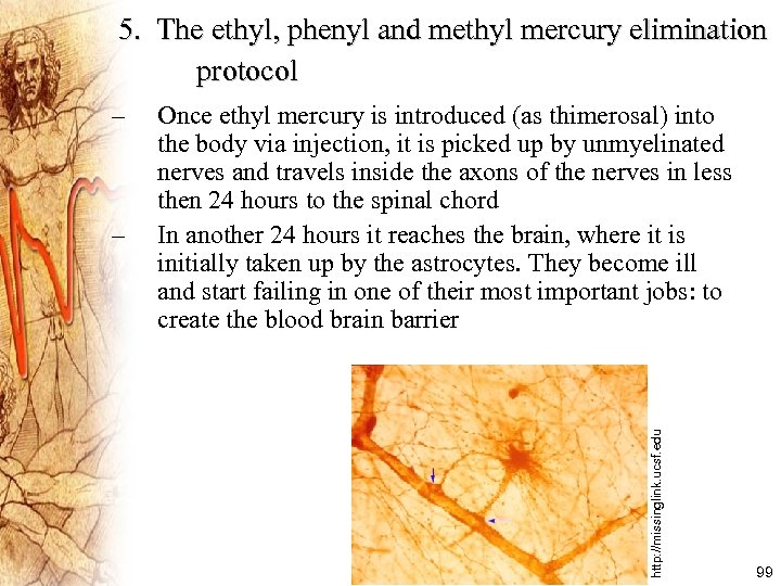 5. The ethyl, phenyl and methyl mercury elimination protocol – Once ethyl mercury is