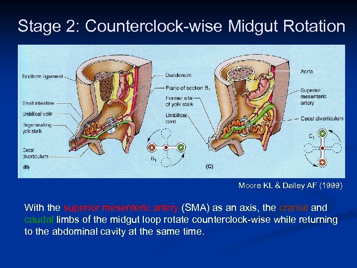 Stage 2: Counterclock-wise Midgut Rotation Moore KL & Dalley AF (1999) With the superior