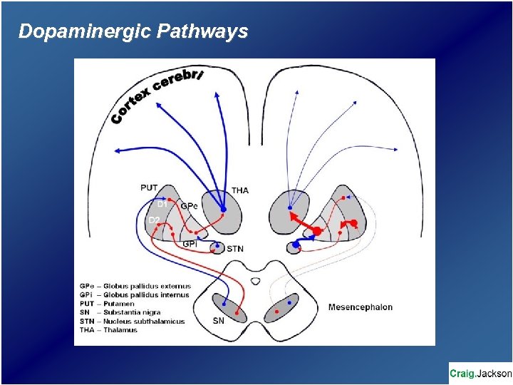 Dopaminergic Pathways 