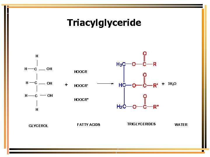 Triacylglyceride H H C OH H HOOCR + + HOOCR’ 3 H 2 O