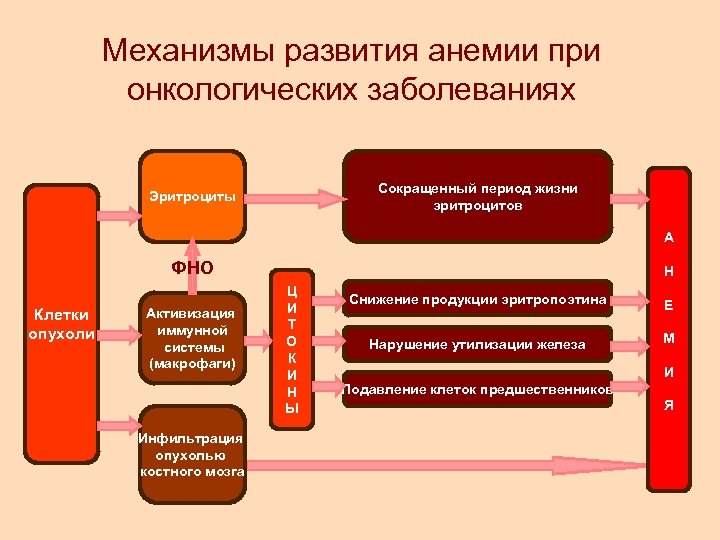 Механизмы развития анемии при онкологических заболеваниях Сокращенный период жизни эритроцитов Эритроциты А ФНО Клетки