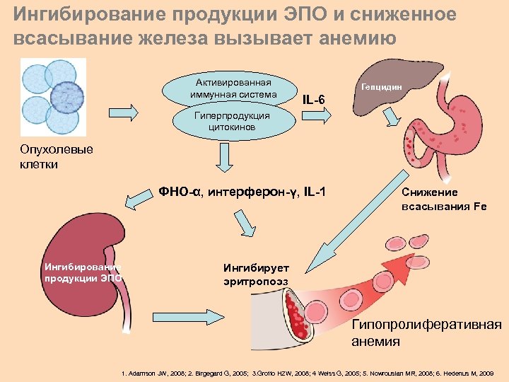 Ингибирование продукции ЭПО и сниженное всасывание железа вызывает анемию Активированная иммунная система Гепцидин IL-6