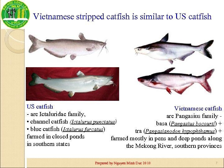 Vietnamese stripped catfish is similar to US catfish Vietnamese catfish - are Ictaluridae family,