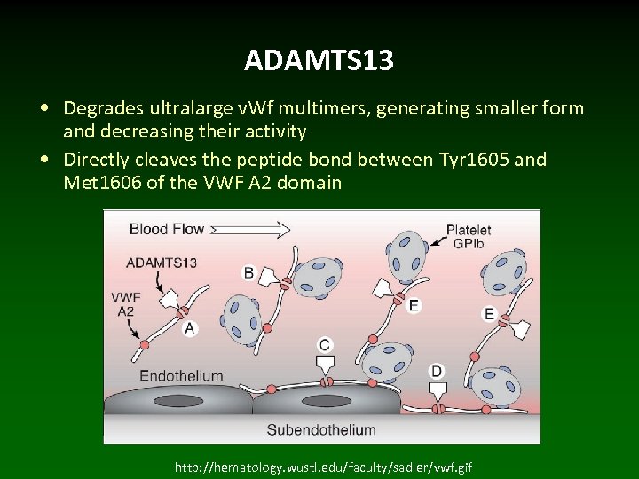 ADAMTS 13 • Degrades ultralarge v. Wf multimers, generating smaller form and decreasing their