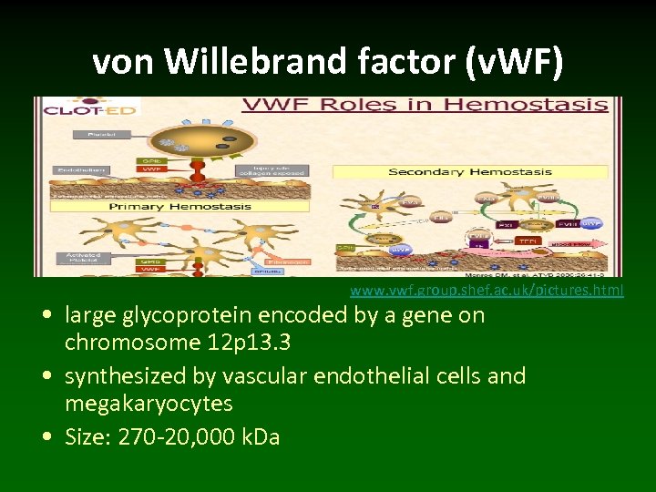 von Willebrand factor (v. WF) www. vwf. group. shef. ac. uk/pictures. html • large