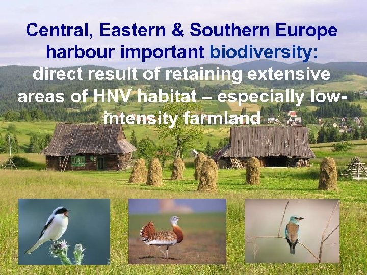 Central, Eastern & Southern Europe harbour important biodiversity: direct result of retaining extensive areas