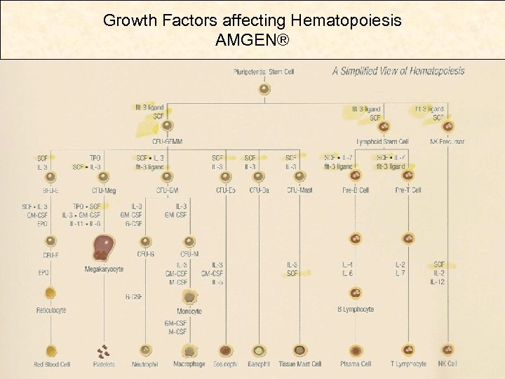 Growth Factors affecting Hematopoiesis AMGEN® 