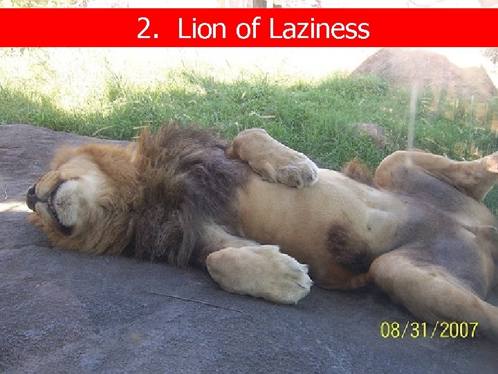 2. Lion of Laziness 