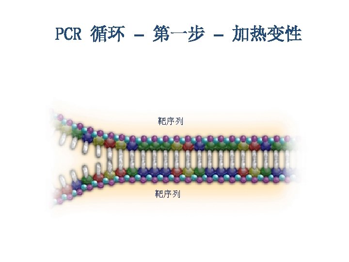 PCR 循环 – 第一步 – 加热变性 靶序列 