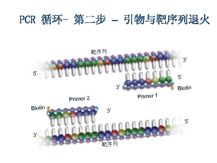 PCR 循环- 第二步 – 引物与靶序列退火 靶序列 3’ 5’ 5’ 3’ Primer 1 Primer 2