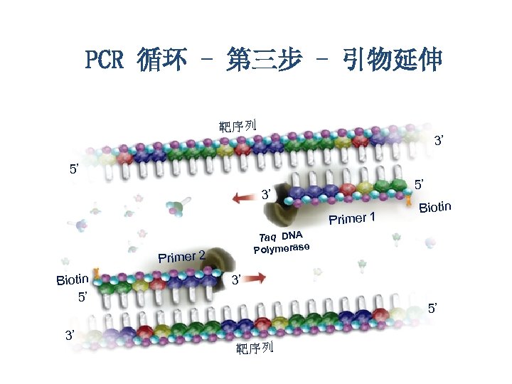 PCR 循环 - 第三步 - 引物延伸 靶序列 3’ 5’ 5’ 3’ Primer 1 Taq