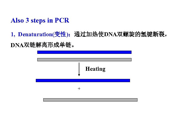 Also 3 steps in PCR 1, Denaturation(变性)：通过加热使DNA双螺旋的氢键断裂， DNA双链解离形成单链。 Heating + 