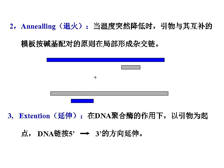 2，Annealling（退火）：当温度突然降低时，引物与其互补的 模板按碱基配对的原则在局部形成杂交链。 + 3, Extention（延伸）：在DNA聚合酶的作用下，以引物为起 点， DNA链按5’ 3’的方向延伸。 