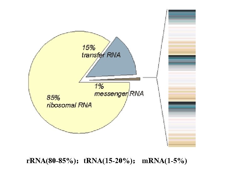 r. RNA(80 -85%)；t. RNA(15 -20%)； m. RNA(1 -5%) 