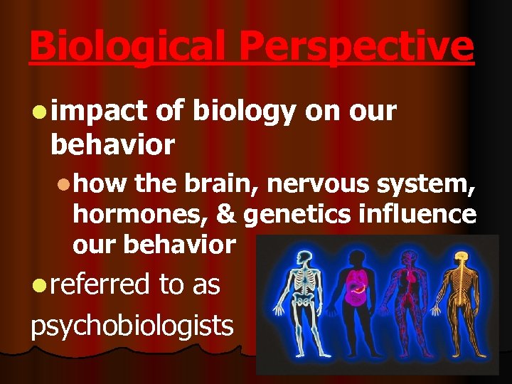 Biological Perspective l impact of biology on our behavior lhow the brain, nervous system,