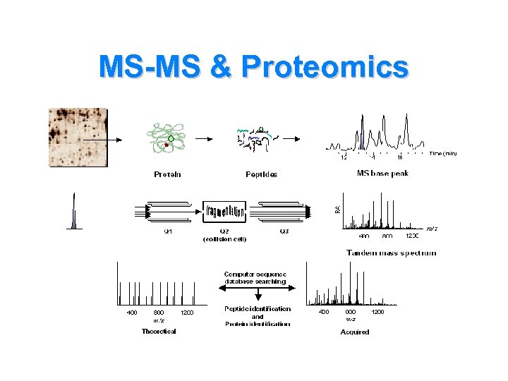 MS-MS & Proteomics 