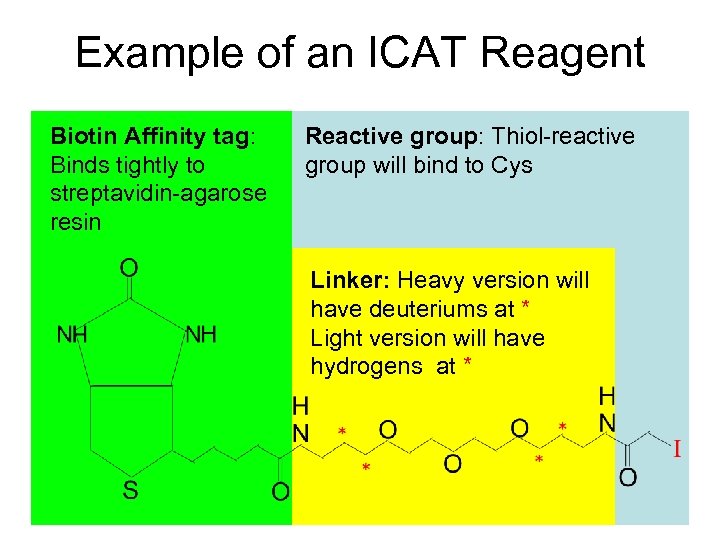 Example of an ICAT Reagent Biotin Affinity tag: Binds tightly to streptavidin-agarose resin Reactive