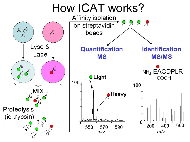 How ICAT works? Affinity isolation on streptavidin beads Lyse & Label Quantification MS NH