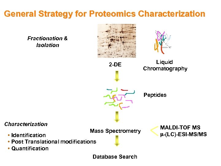 General Strategy for Proteomics Characterization Fractionation & Isolation 2 -DE Liquid Chromatography Peptides Characterization