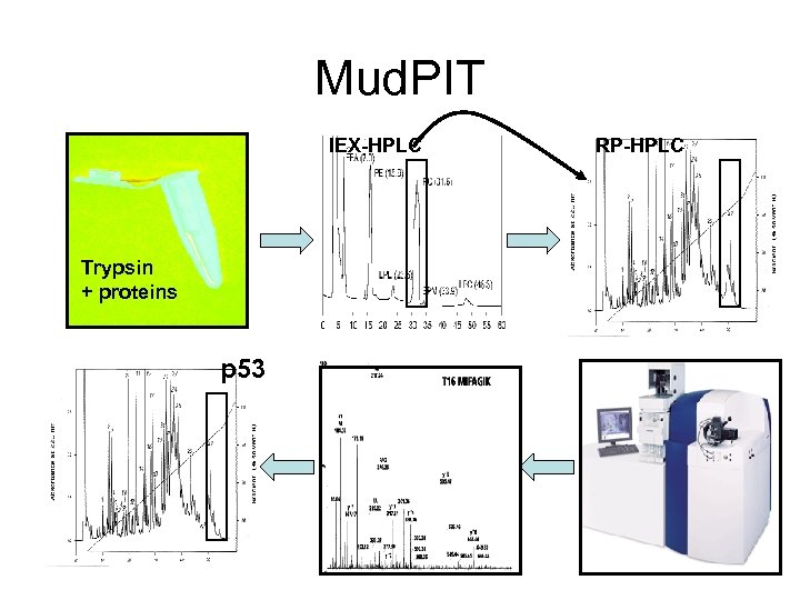 Mud. PIT IEX-HPLC Trypsin + proteins p 53 RP-HPLC 