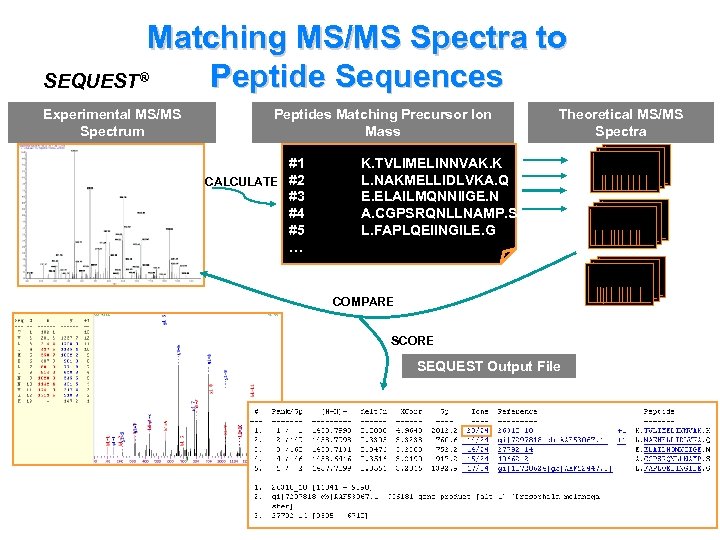 Matching MS/MS Spectra to Peptide Sequences SEQUEST® Experimental MS/MS Spectrum Peptides Matching Precursor Ion