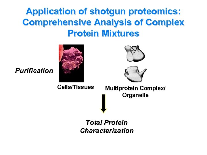 Application of shotgun proteomics: Comprehensive Analysis of Complex Protein Mixtures Purification Cells/Tissues Multiprotein Complex/