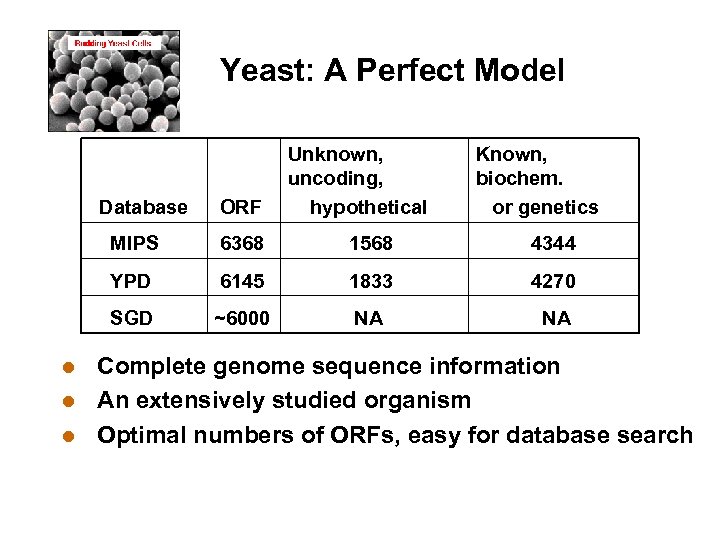 Yeast: A Perfect Model Database ORF Unknown, uncoding, hypothetical Known, biochem. or genetics MIPS