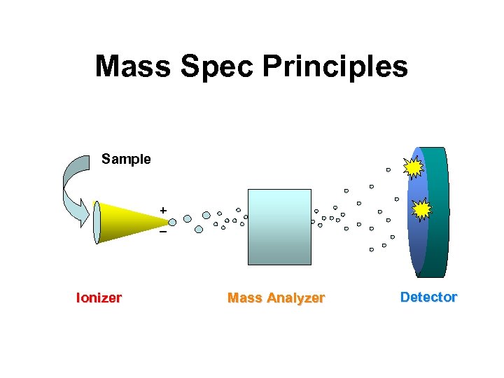 Mass Spec Principles Sample + _ Ionizer Mass Analyzer Detector 