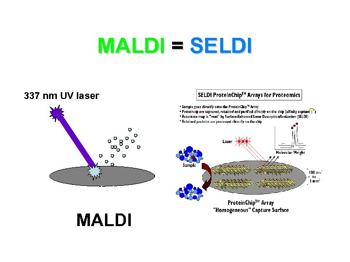 MALDI = SELDI 337 nm UV laser cyano-hydroxy cinnaminic acid MALDI 