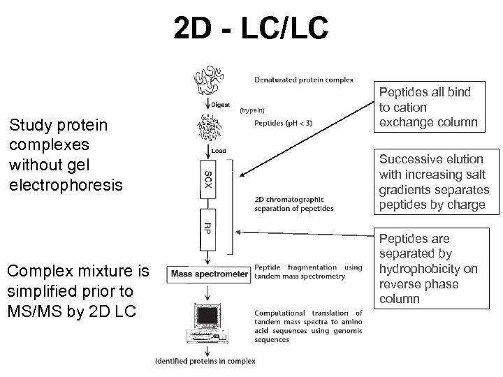 2 D - LC/LC (trypsin) Study protein complexes without gel electrophoresis Complex mixture is