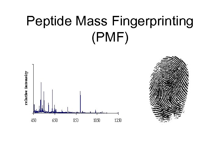 Peptide Mass Fingerprinting (PMF) 