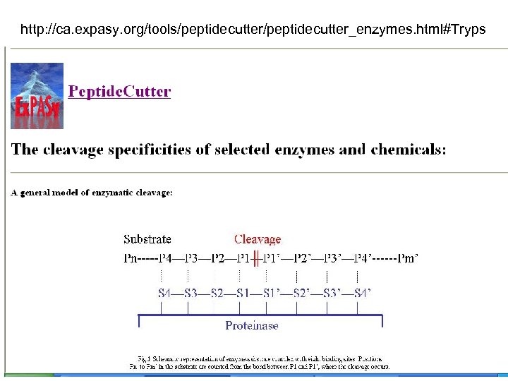 http: //ca. expasy. org/tools/peptidecutter_enzymes. html#Tryps 