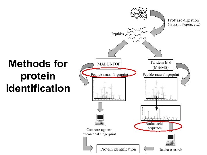 Methods for protein identification 