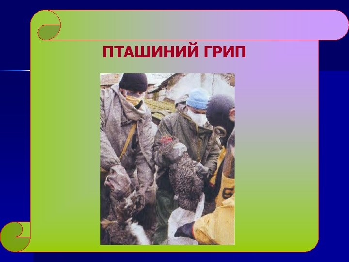 ПТАШИНИЙ ГРИП 