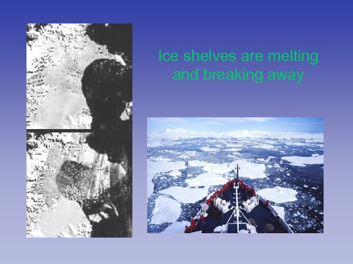 Ice shelves are melting and breaking away 