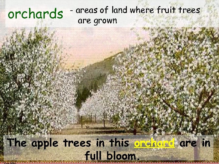 orchards - areas of land where fruit trees are grown The apple trees in