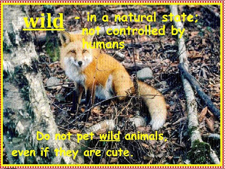 wild - in a natural state; not controlled by humans Do not pet wild