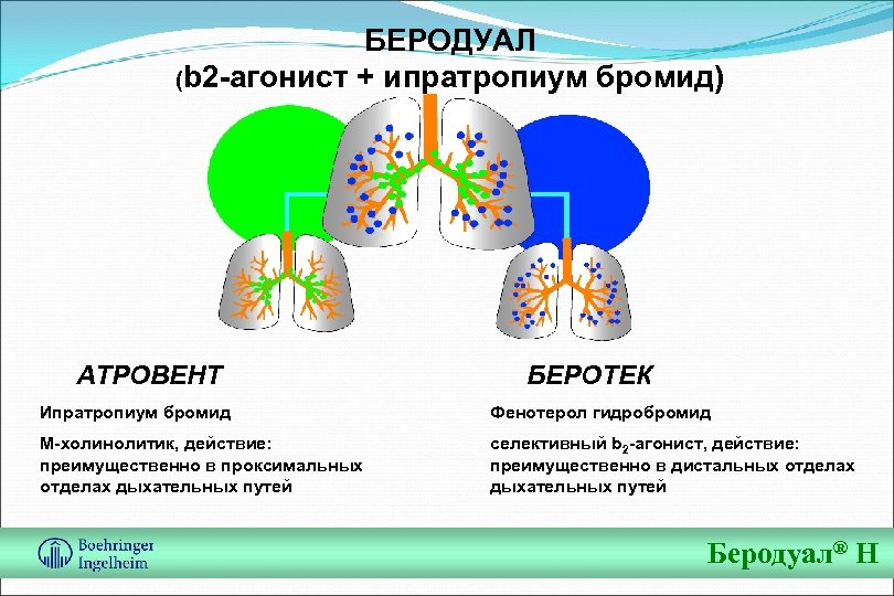 БЕРОДУАЛ (b 2 -агонист + ипратропиум бромид) АТРОВЕНТ БЕРОТЕК Ипратропиум бромид Фенотерол гидробромид М-холинолитик,