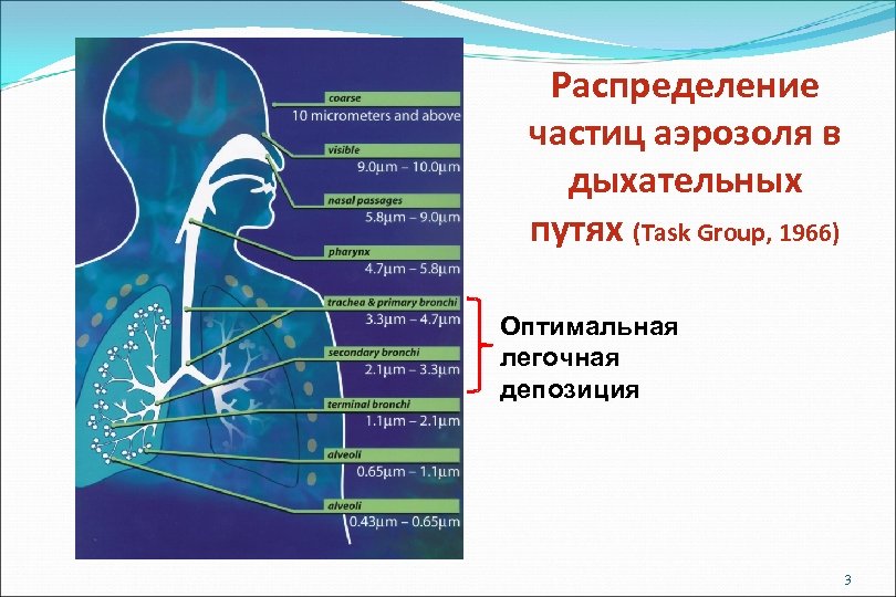 Распределение частиц аэрозоля в дыхательных путях (Task Group, 1966) Оптимальная легочная депозиция 3 