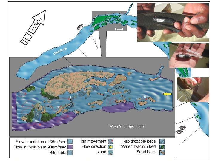  • The Largemouth Yellowfish Introduction 